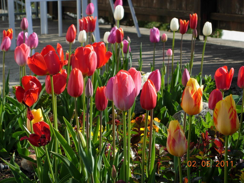 Fruehstueckspension Alpenrose Bed & Breakfast Iselsberg المظهر الخارجي الصورة